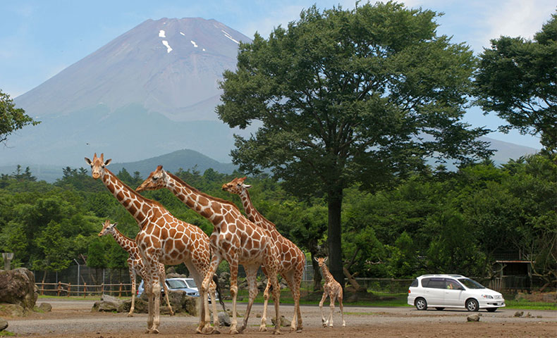富士野生動物園